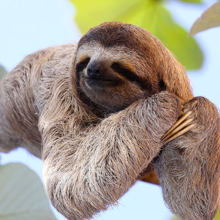 Agapi Beach Front Hotel Puerto Viejo Limon